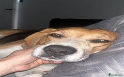 Beagle dogs for sale: Beagle re-homed - Image 6