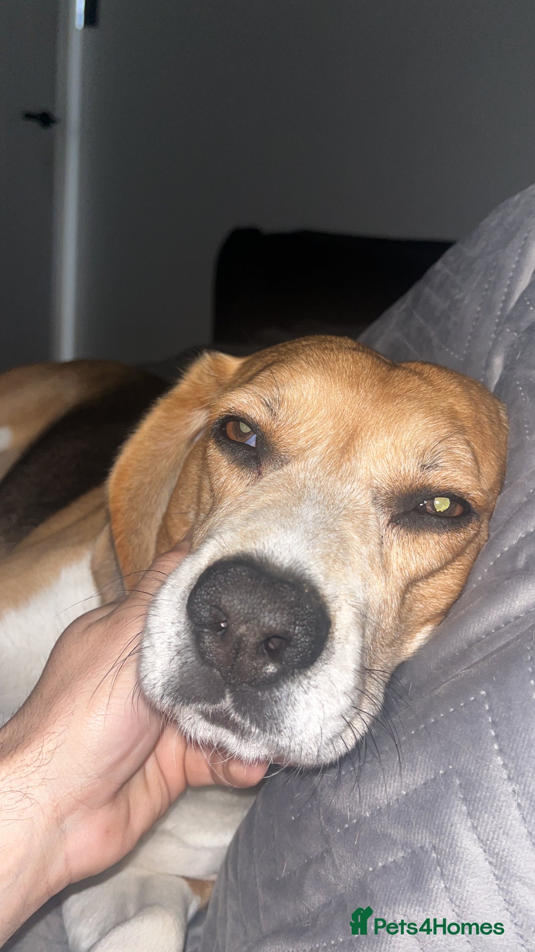 Beagle dogs for sale: Beagle re-homed - Image 6