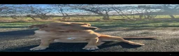 Labrador Retriever dogs for sale: Stunning KC Registered Champion line Puppies  - Advert 3