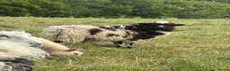 Sheep livestock for sale: Valais Blacknose x Jacob Ewe Lamb in Bexhill-on-Sea - Advert 1