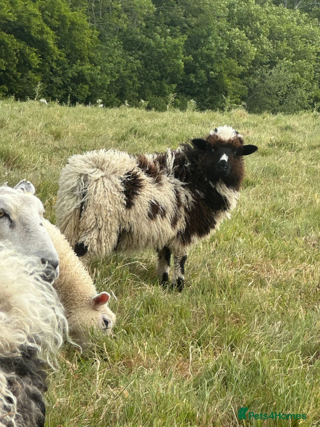 Sheep livestock for sale: Valais Blacknose x Jacob Ewe Lamb in Bexhill-on-Sea - Advert 1