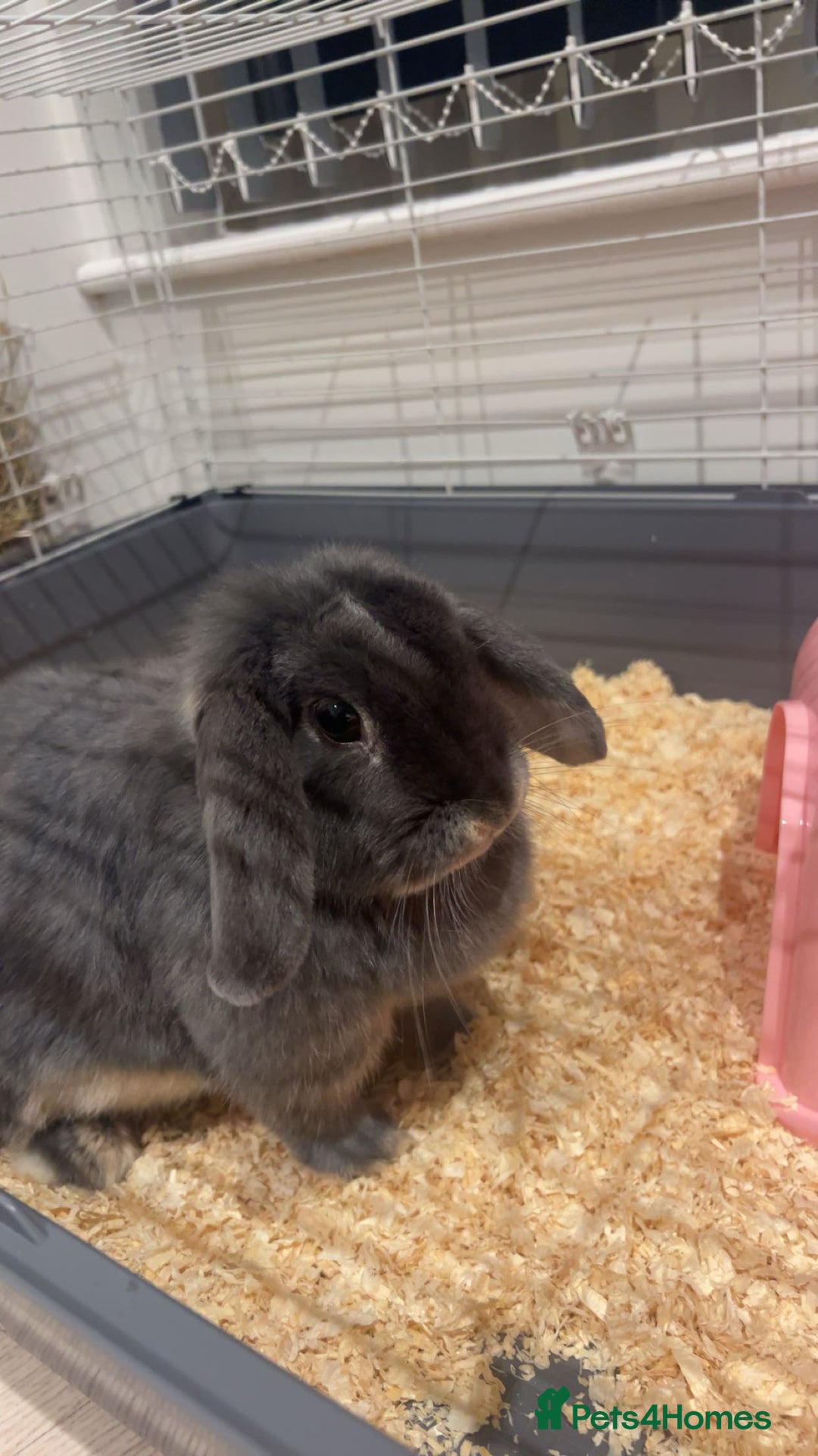 Mini Lop rabbits for sale: 3 year old mini lop  - Advert 3