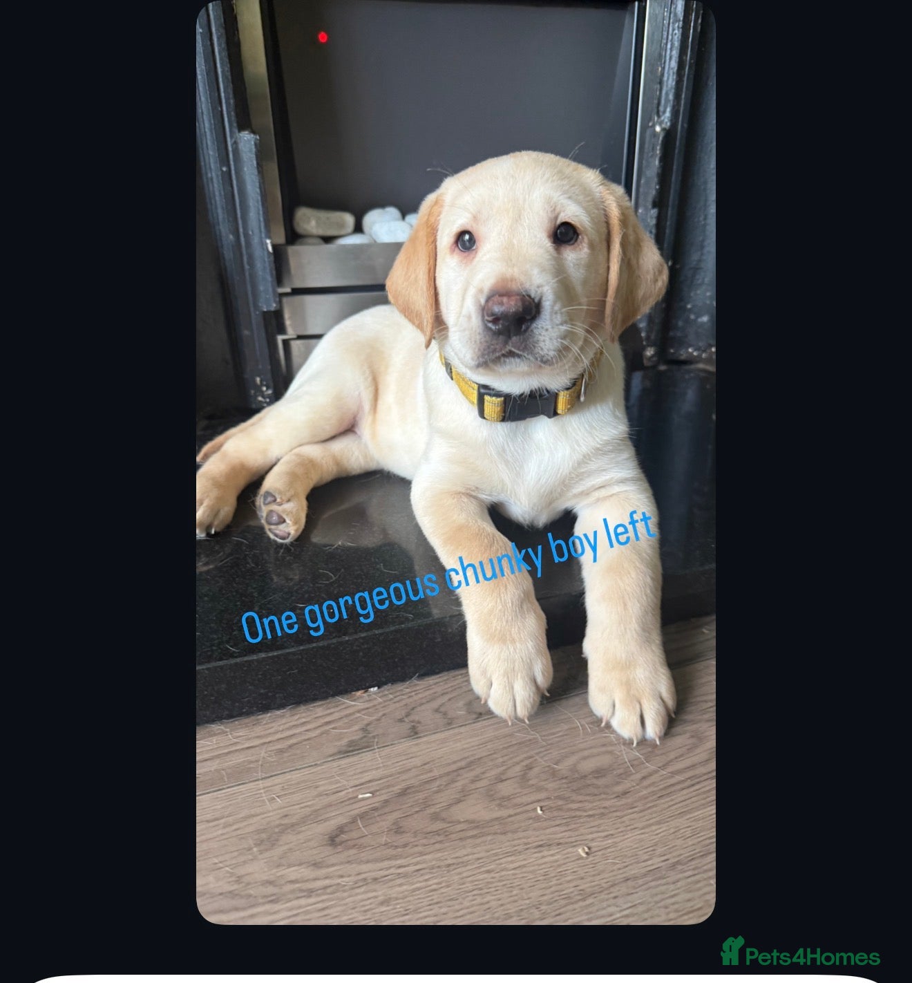 Labrador Retriever dogs KC Registered litter 1 chunky boy left - Advert 1