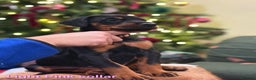 Dobermann dogs for sale: 🐾 Dobermann puppies/KC reg🐾 Top Pedigree - Advert 3