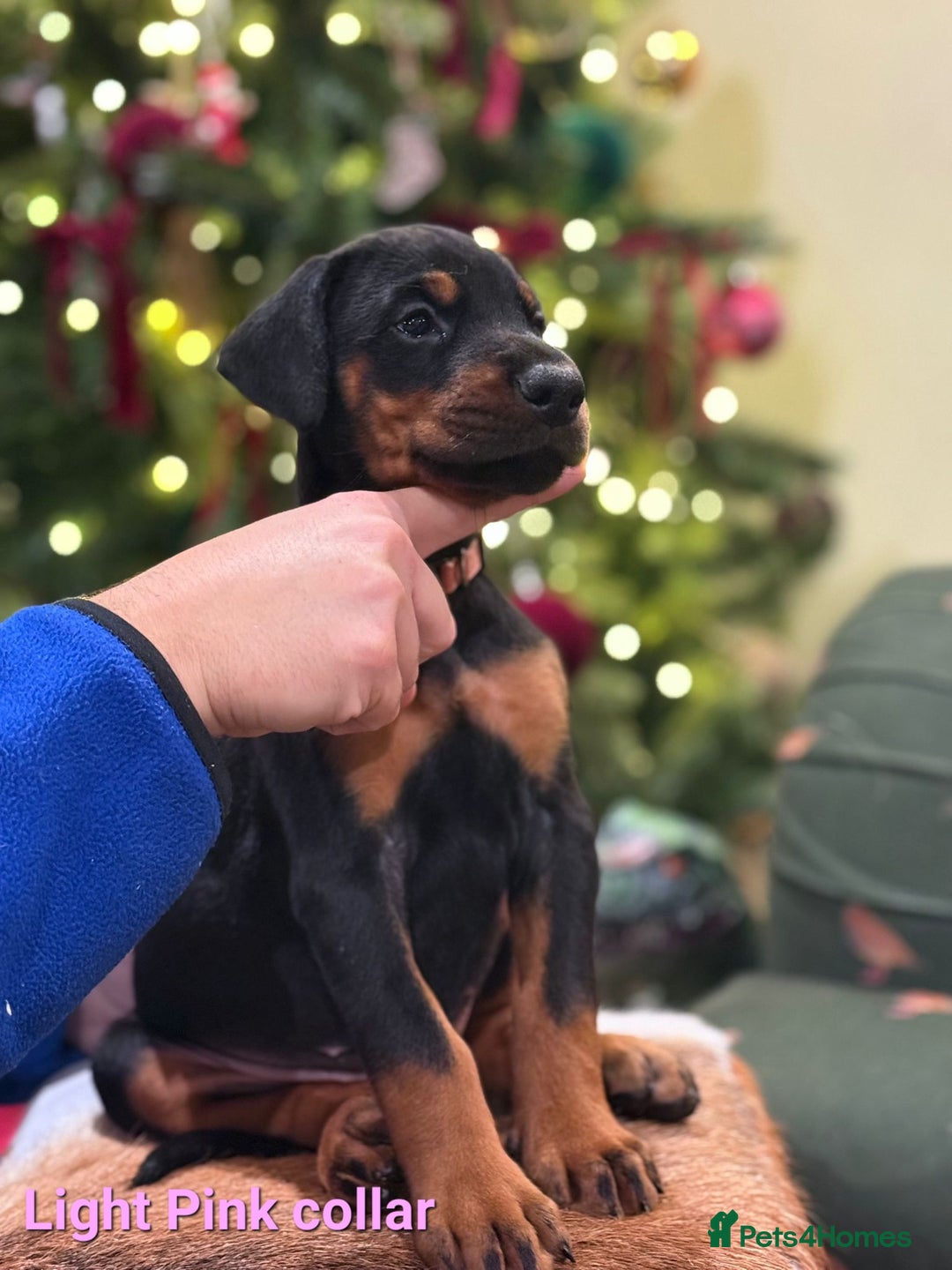 Dobermann dogs for sale: 🐾 Dobermann puppies/KC reg🐾 Top Pedigree - Advert 3