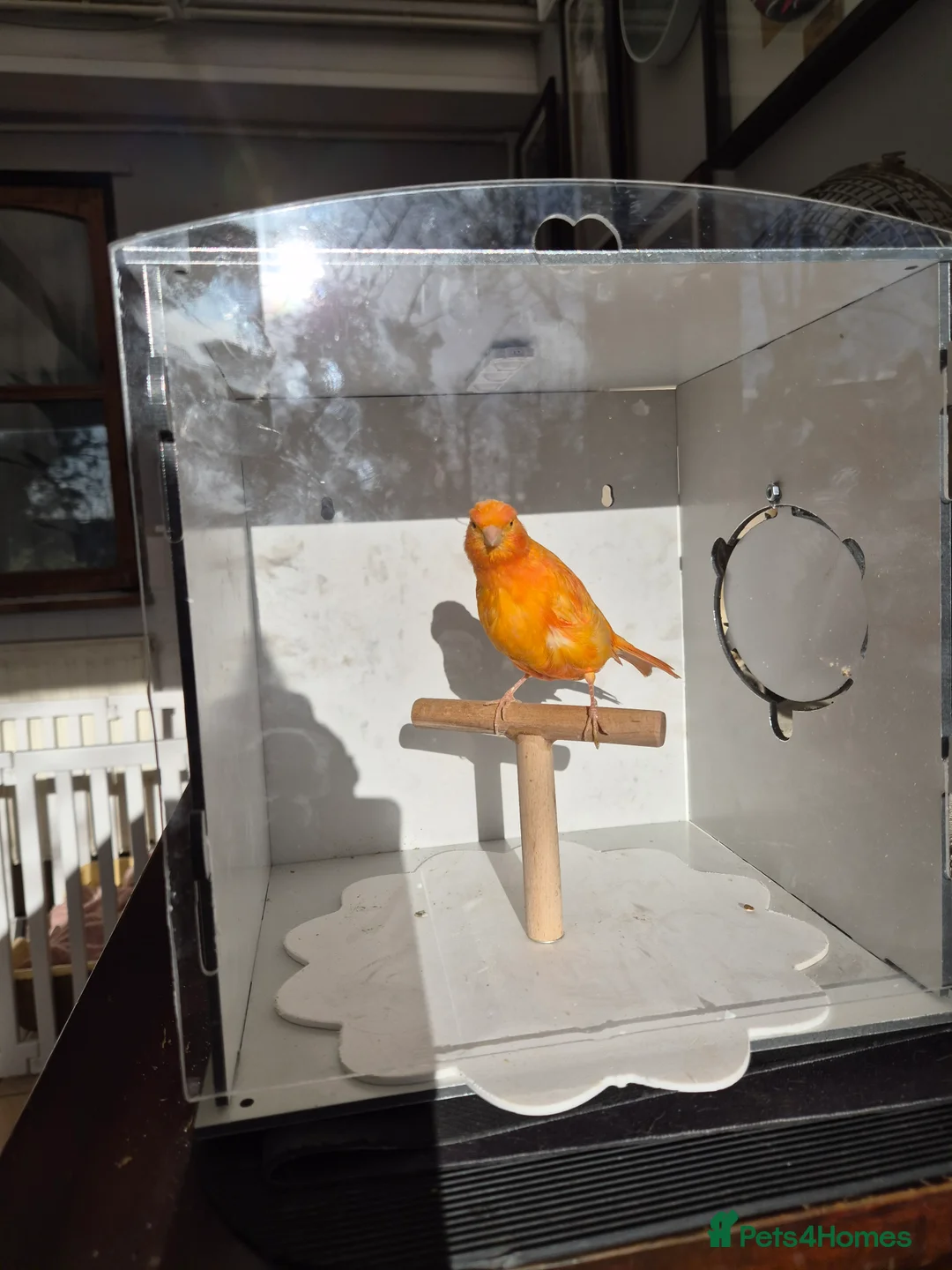 Canaries birds for sale: Red factors and Yellow Mosaics  - Advert 3