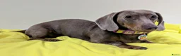Mixed Breed dogs for sale: Unique Litter Miniature Dachshund & "Dameranian" - Advert 13