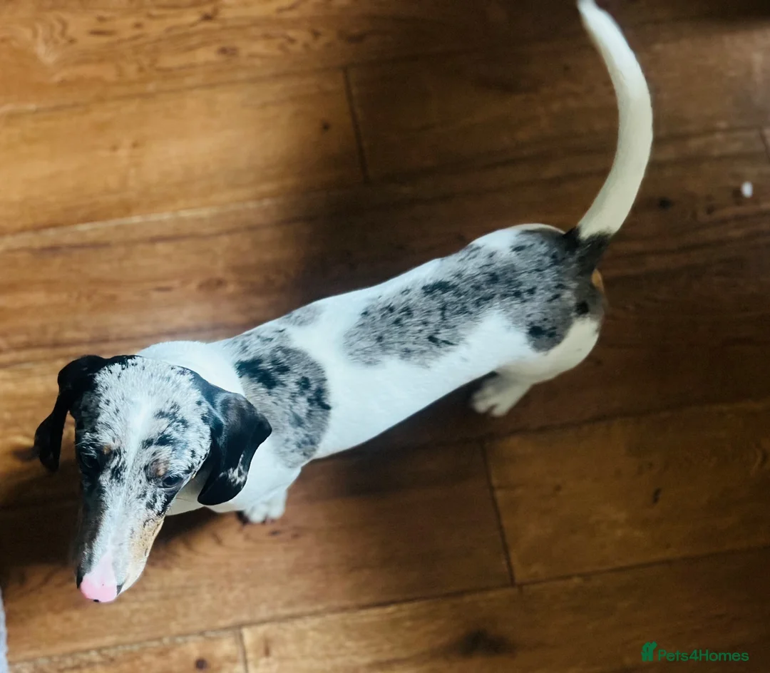 Miniature Dachshund dogs for sale: 1 year old KC brindle miniature dachshund  - Advert 2