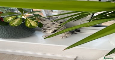 British Shorthair cats - Advert 1