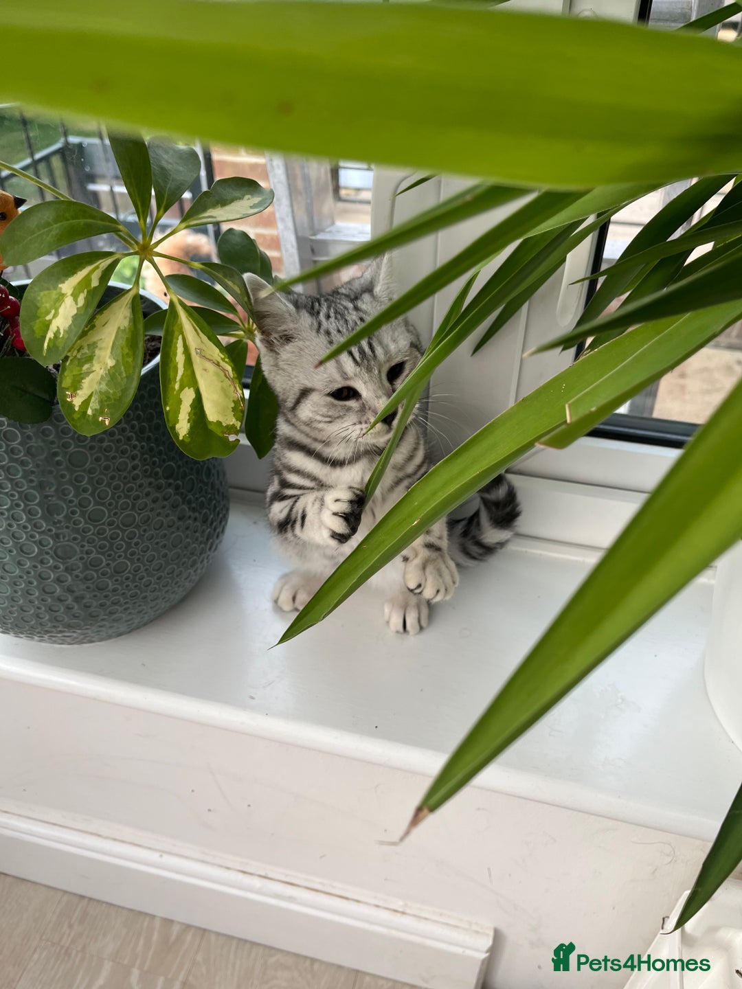 British Shorthair cats for sale: British Shorthair Classic Silver Tabby - Image 3