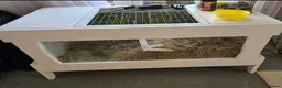 Tortoise reptiles for sale: Tortoise FREE to a good home  in Widnes - Advert 3