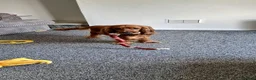 Cocker Spaniel dogs for sale: Jarvis !! - Advert 5