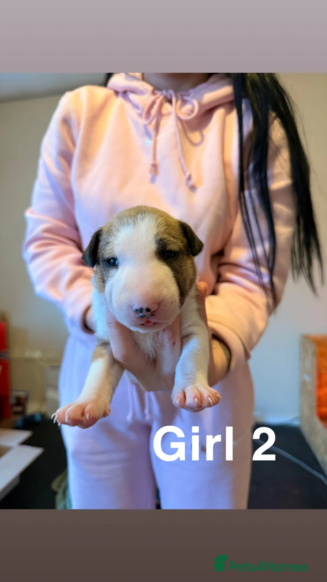 English Bull Terrier dogs for sale: KC registered English Bull Terrier Puppies - Advert 4