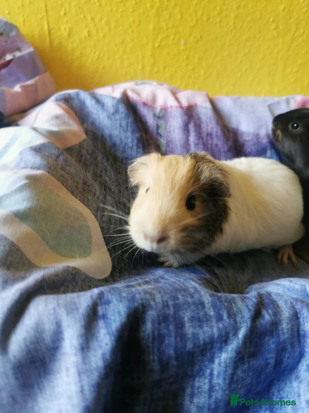 Guinea Pig rodents for sale: 5 Adorable Guinea pigs *READ DESCRITION* - Advert 3