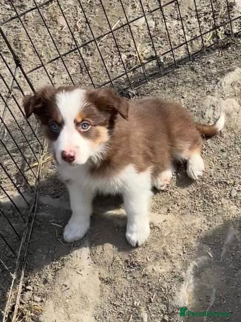 Border Collie dogs 3 Male Red Border collies - Advert 5