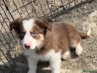 Border Collie dogs 3 Male Red Border collies - Advert 5