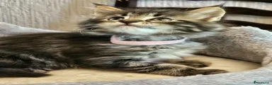 Maine Coon 5