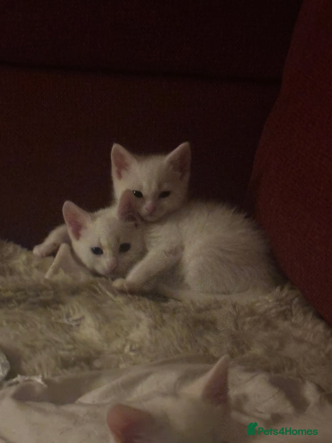 Mixed Breed cats for sale: 7 white kittens READY ASAP - Advert 23