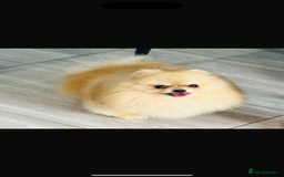 Pomeranian dogs for sale: Small cute Pomeranian  - Image 5