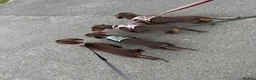 Miniature Dachshund dogs for sale: Miniature Dachshund for Rehome - Advert 6