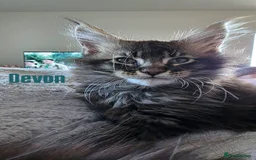 Maine Coon cats for sale: Affectionate Pure Breed Mainecoon Kittens - Image 2