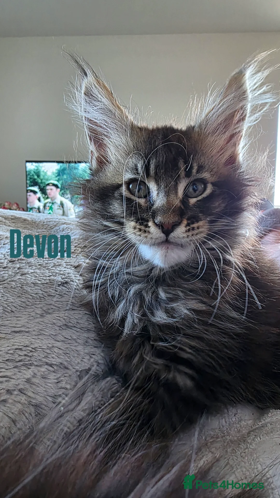 Maine Coon cats for sale: Affectionate Pure Breed Mainecoon Kittens - Image 2
