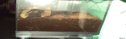 Newt reptiles for sale: Fire Salamander + tank + decor - Advert 2
