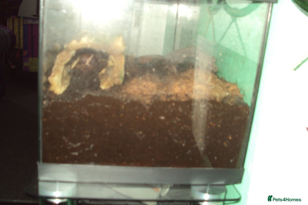 Newt reptiles for sale: Fire Salamander + tank + decor - Advert 2