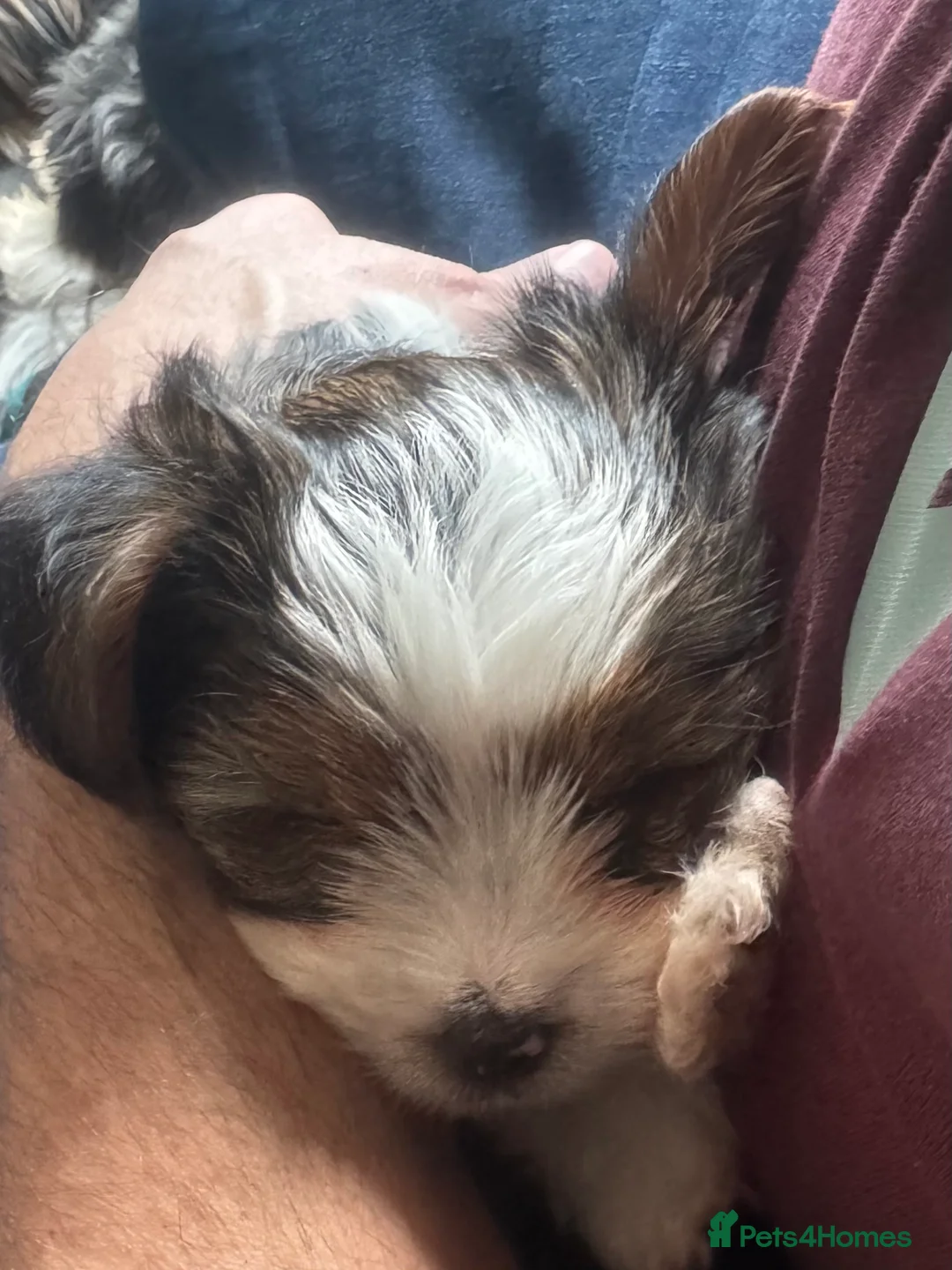 Biewer Terrier dogs for sale: Biewer Terrier - Advert 2