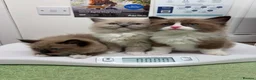 Ragdoll cats for sale: Ragdoll Kittens MINK Boy left now - Advert 8