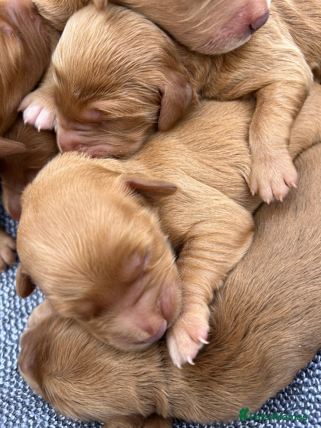Mini Goldendoodle dogs for sale: Mini GoldenDoodle Puppies - Image 5