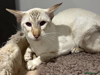 Siamese cats Gorgeous Tabby Point Male - Active Register - Advert 15