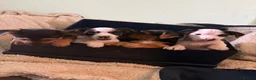 Jack Russell dogs for sale: Rough haired Jack Russell  in Burnley - Advert 1