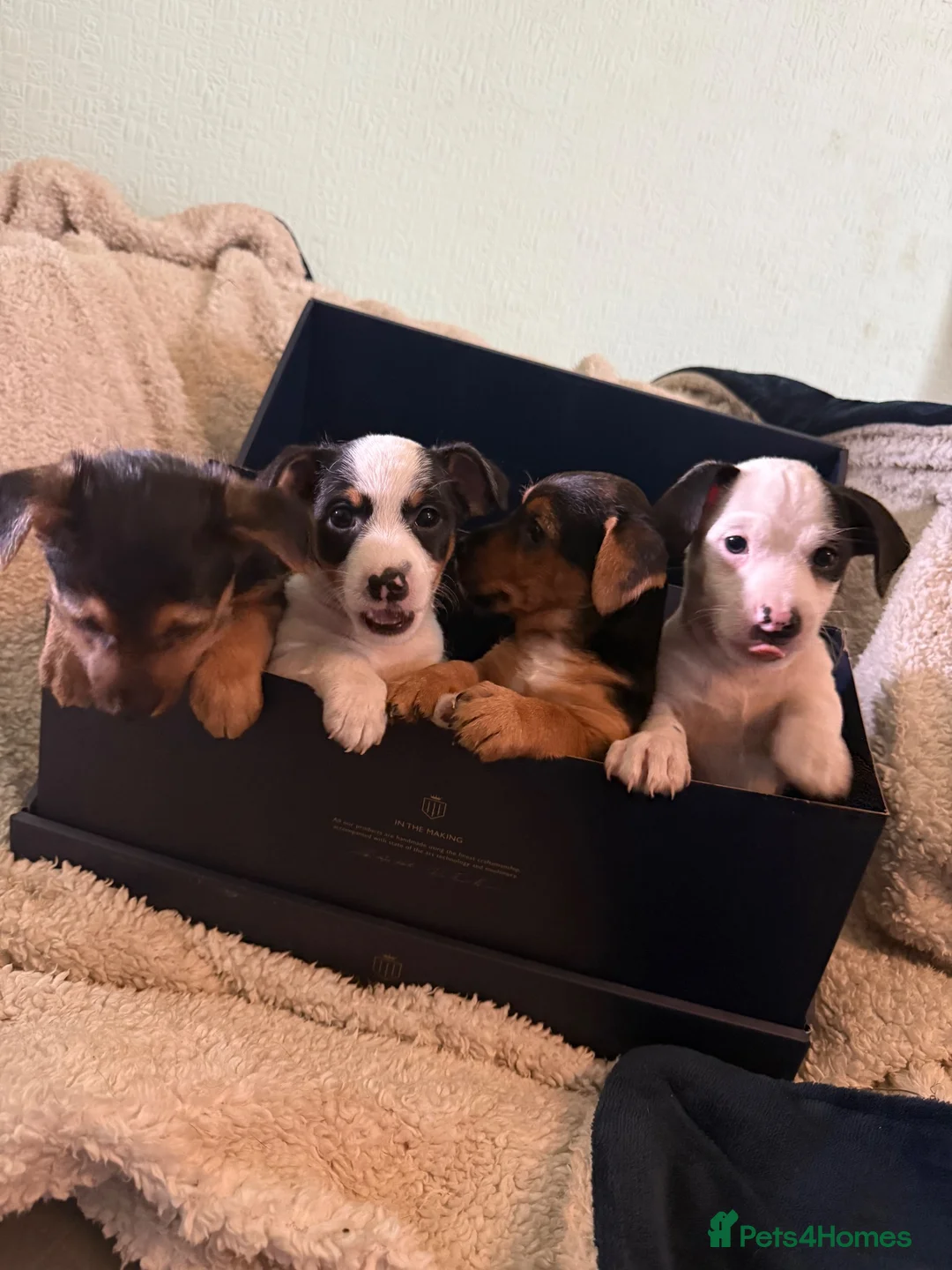 Jack Russell dogs for sale: Rough haired Jack Russell  in Burnley - Advert 1