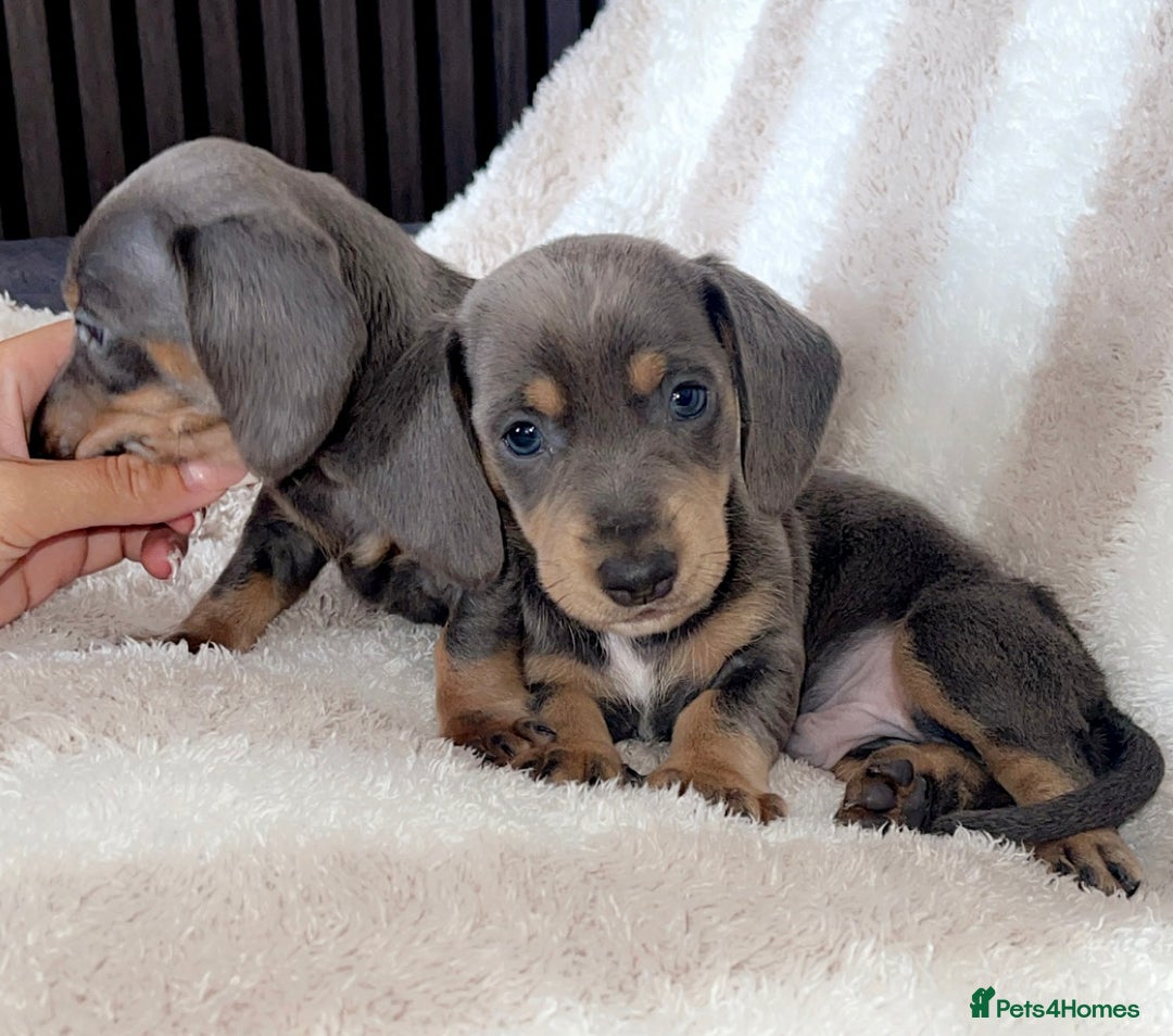 Dachshund dogs for sale: Ready to leave 5th of August  - Image 2
