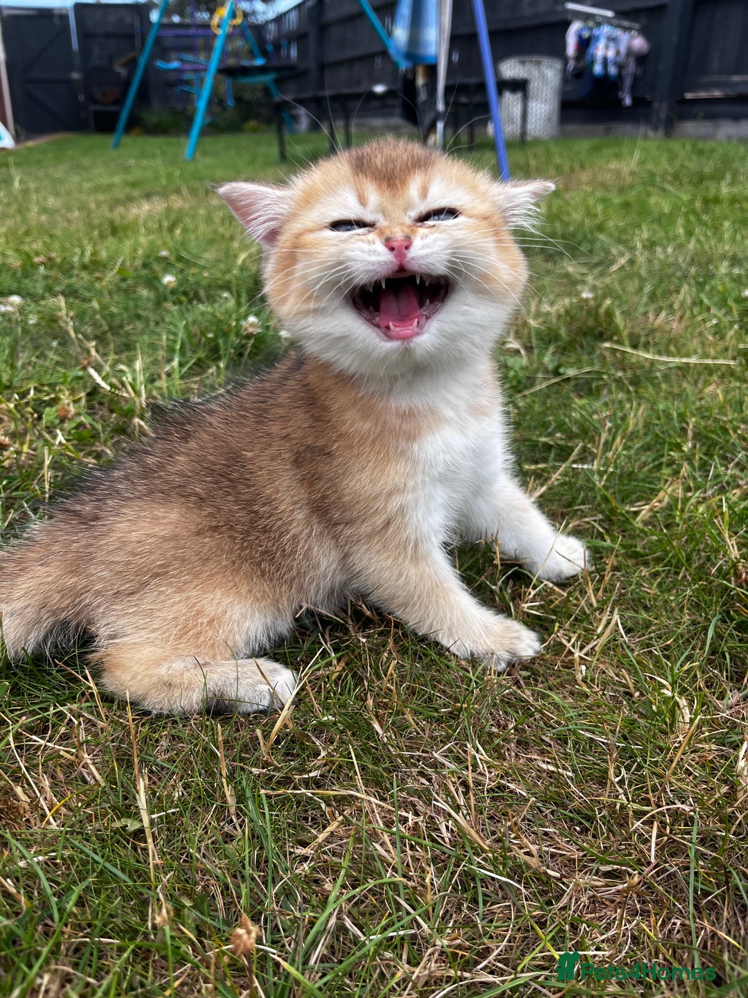 British Longhair cats for sale: ✨ Three adorable British Short/longhair kittens  - Image 17