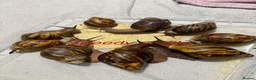 Snails invertebrates for sale: Ovum snails  - Advert 1