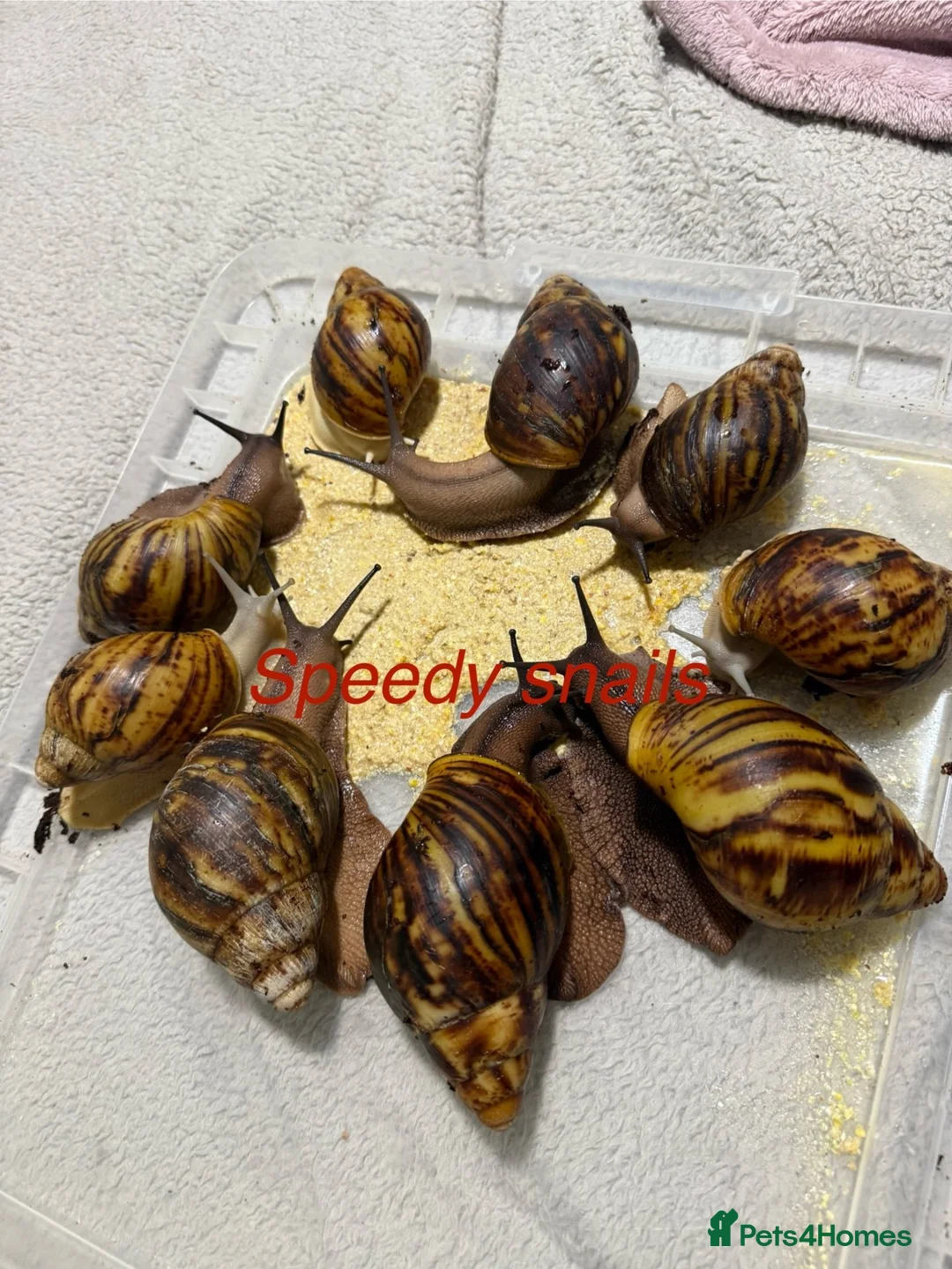 Snails invertebrates for sale: Ovum snails  - Advert 1