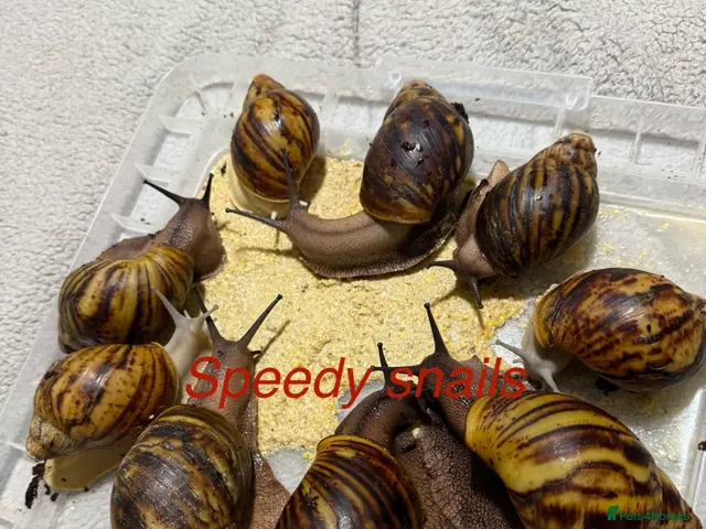Snails invertebrates Archachatina marginata ovum XXL - Advert 4