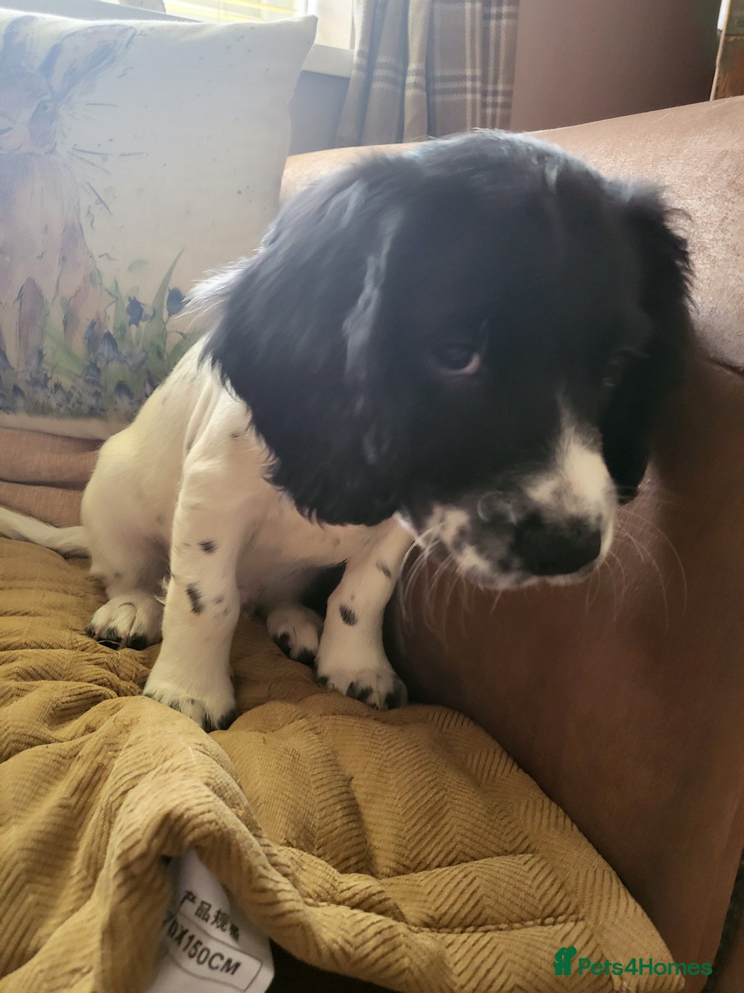 English Springer Spaniel dogs for sale: English springer spaniel pups  - Advert 10