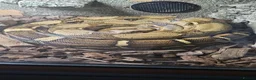 Boa Snake reptiles for sale: Common female boa in Stourbridge - Advert 1