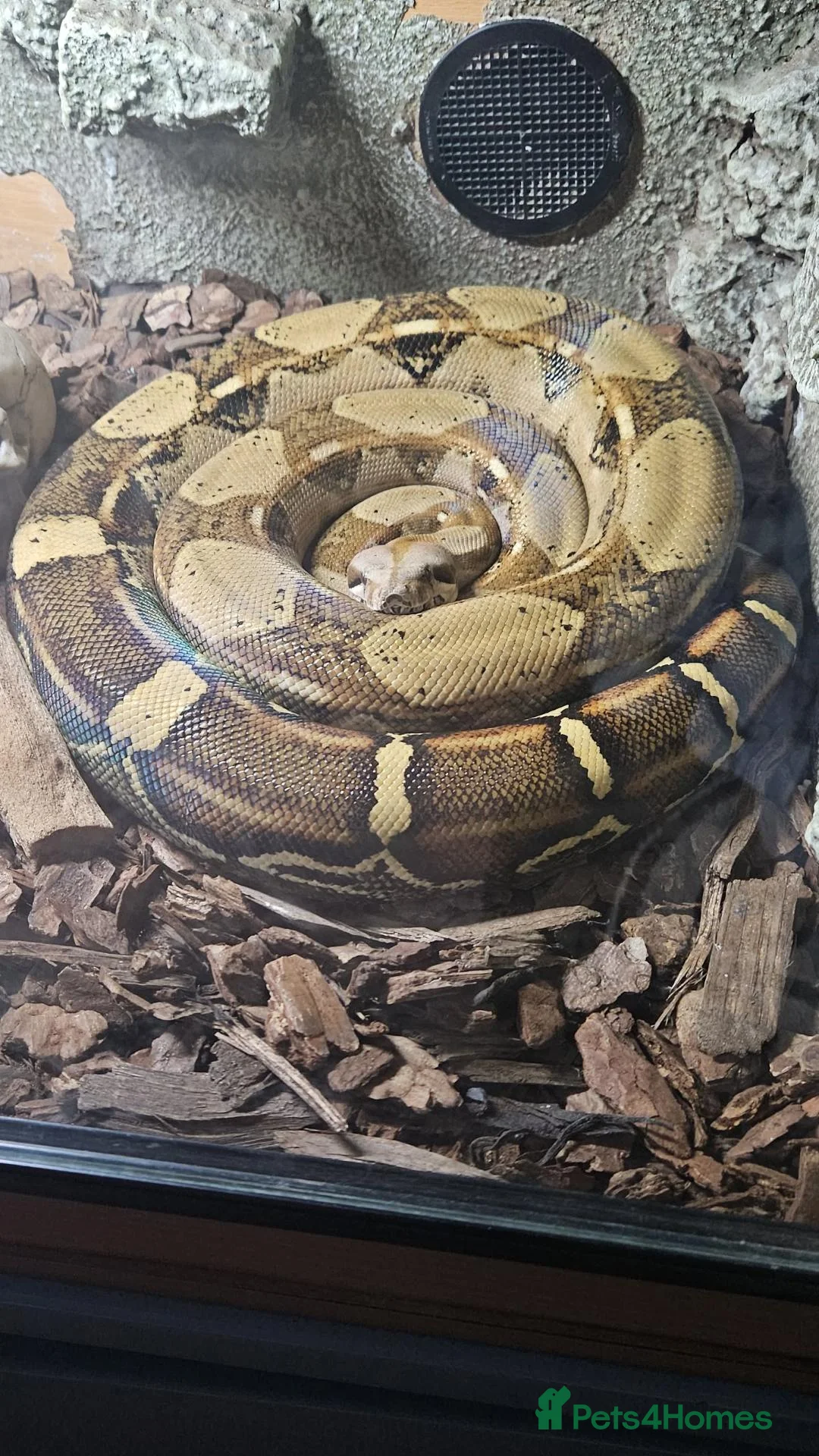 Boa Snake reptiles for sale: Common female boa in Stourbridge - Advert 1