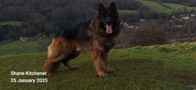 German Shepherd dogs - Advert 5