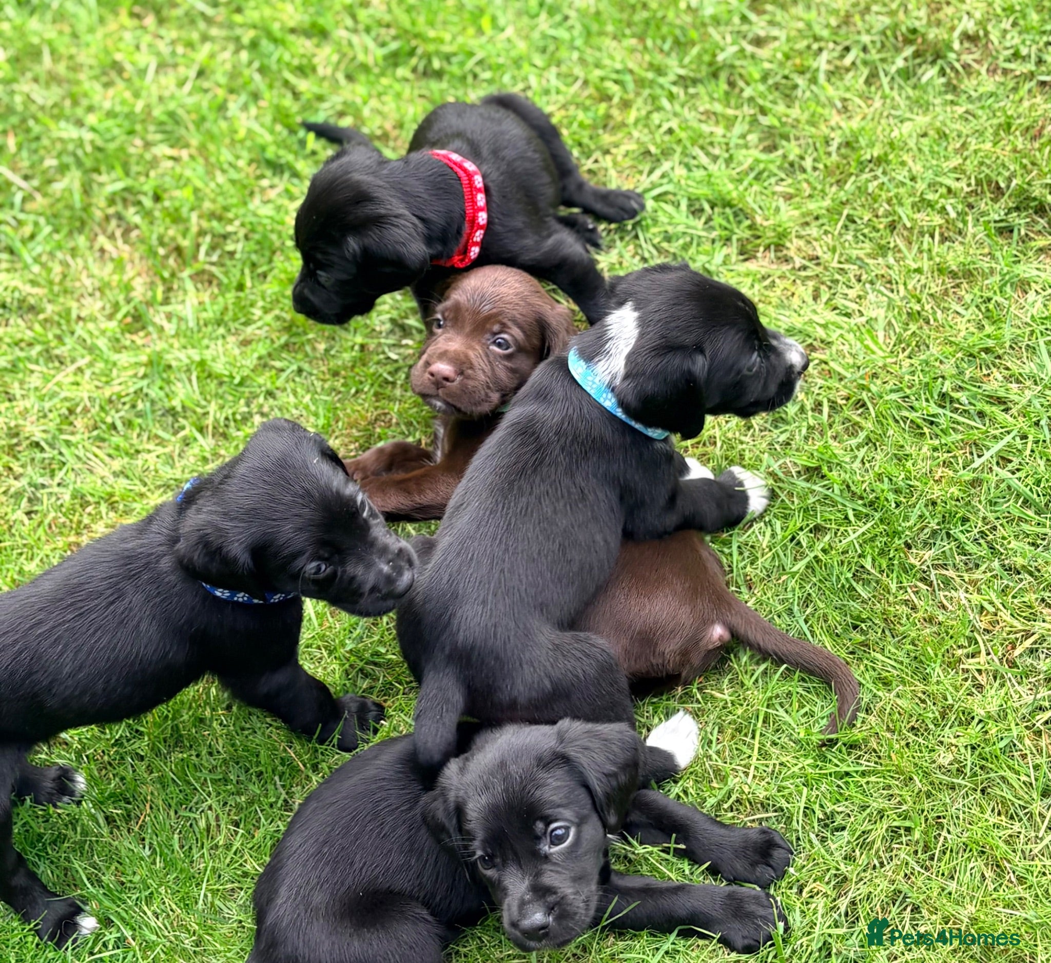 Cockerdor dogs Working Cockador Pups chocolate black white  - Advert 1