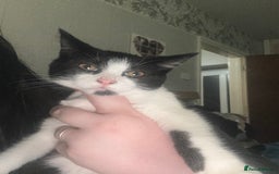 Mixed Breed cats for sale: Oreo and cookie - Image 2