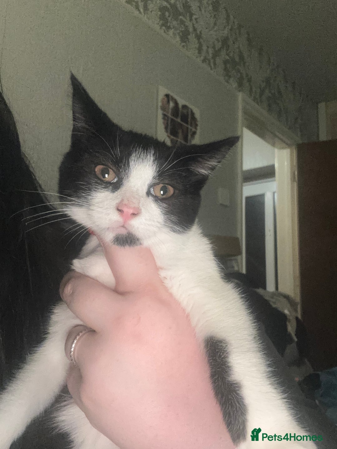 Mixed Breed cats for sale: Oreo and cookie - Image 2