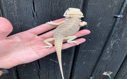 Bearded Dragon reptiles for sale: Bearded Dragons - stunning babies  - Image 20