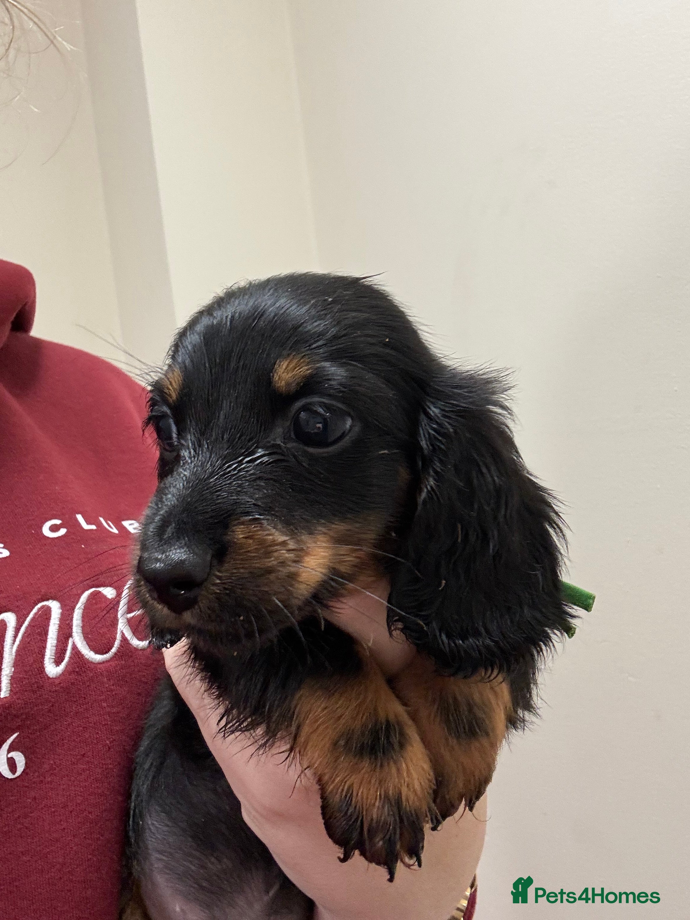 Miniature Dachshund dogs MINIATURE DACHSHUNDS - Advert 3