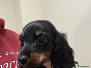 Miniature Dachshund dogs MINIATURE DACHSHUNDS - Advert 18