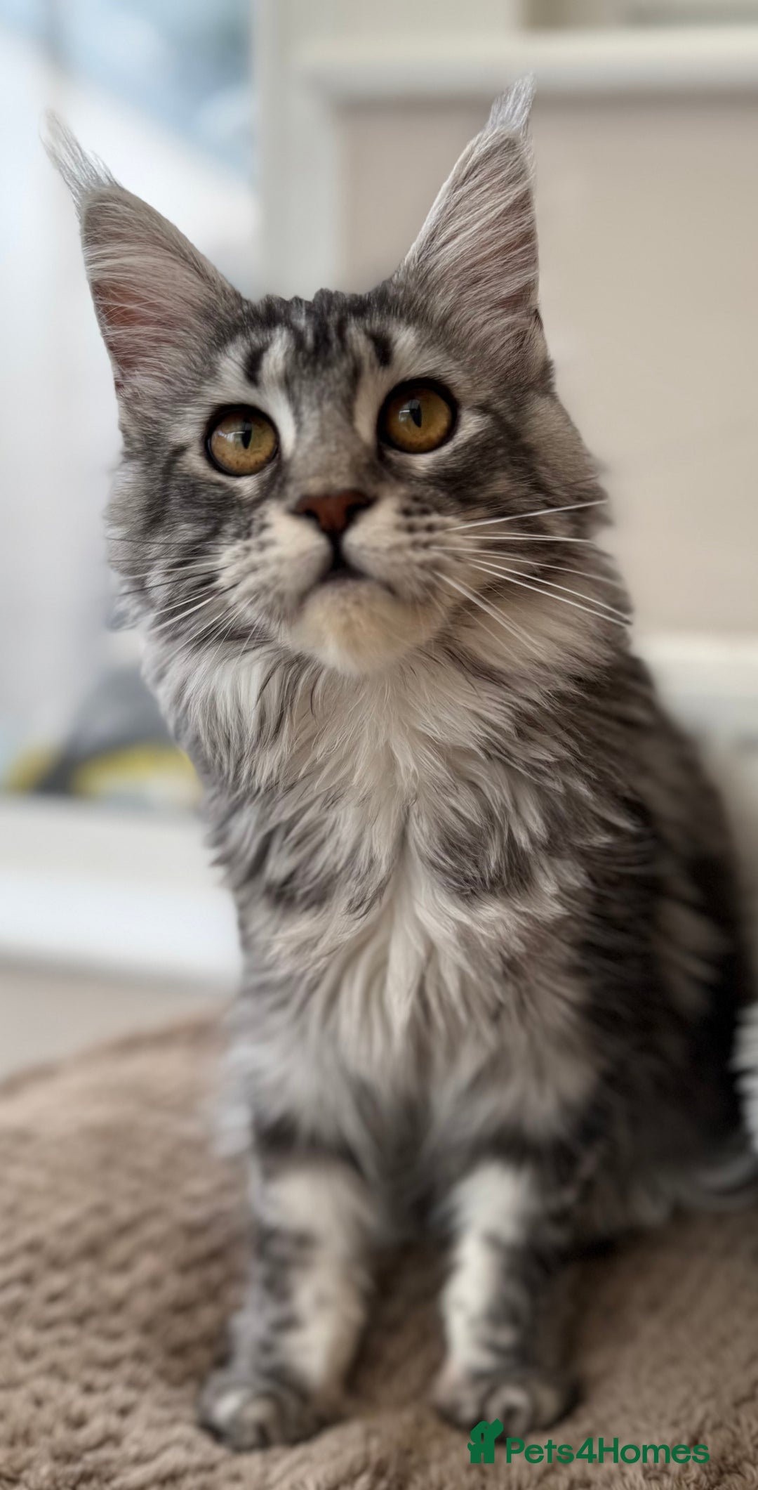 Maine Coon cats for sale: Outstanding pedigree kittens ACTIVE - Advert 22